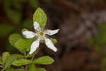 Sand blackberry